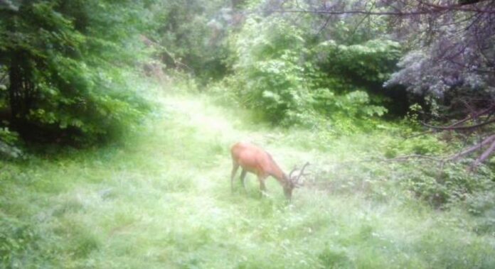 fotopastki-7-prikordonnogo-karpatskogo-zagonu