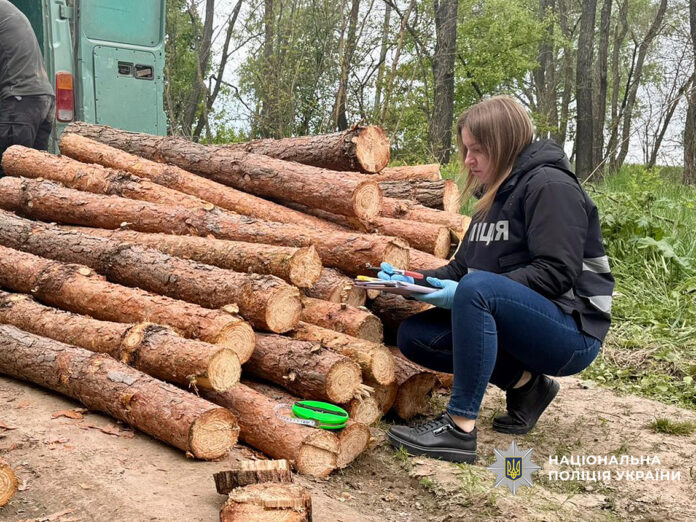 masshtabni-porubky-derevyny1